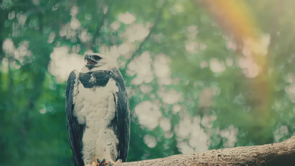 a natureza cresce parque das aves